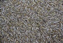 Gdzie jest produkowany Macan?