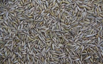 Gdzie jest produkowany Macan? Gdzie jest produkowany Macan?