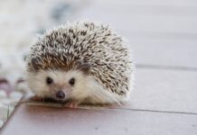 Co ile kołki do styropianu?