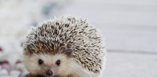 Co ile kołki do styropianu?