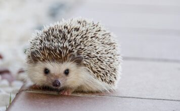 Co ile kołki do styropianu? Co ile kołki do styropianu?