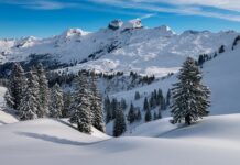 Co jest lepsze pierze czy puch?