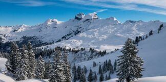 Co jest lepsze pierze czy puch?