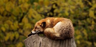 Jak oduczyć 7 latka spania z rodzicami?