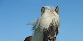 Ile koni ma BMW M3 E92?