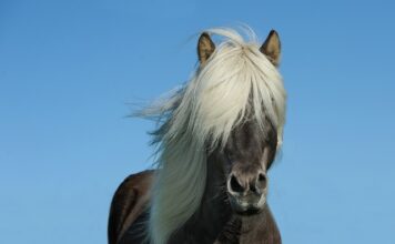 Ile koni ma BMW M3 E92? Ile koni ma BMW M3 E92?